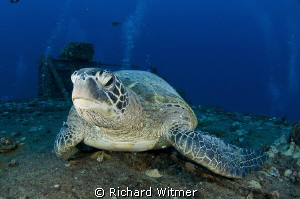 Turtle resting on the deck of a wreck off Oahu.  Nikon D3... by Richard Witmer 